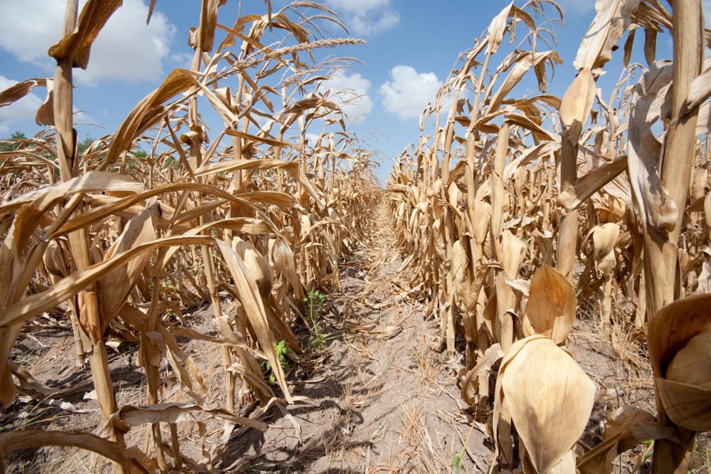 A corn crop is affected by drought in the Rio Grande Valley