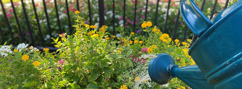 Conservation efforts, such as adhering to city watering restrictions, can add up. Photo credit: Texas Water Development Board   